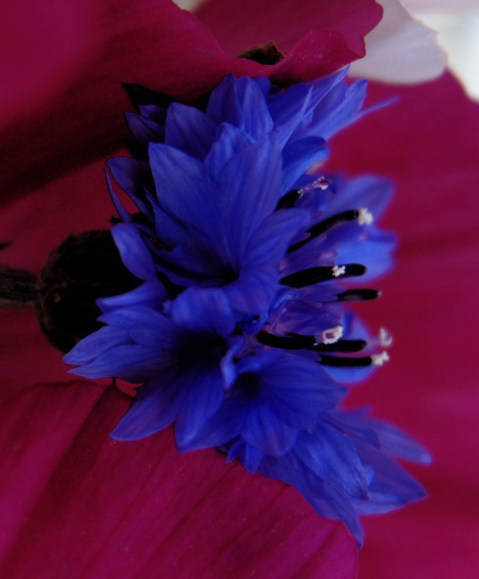 Fleur bleue au format raw